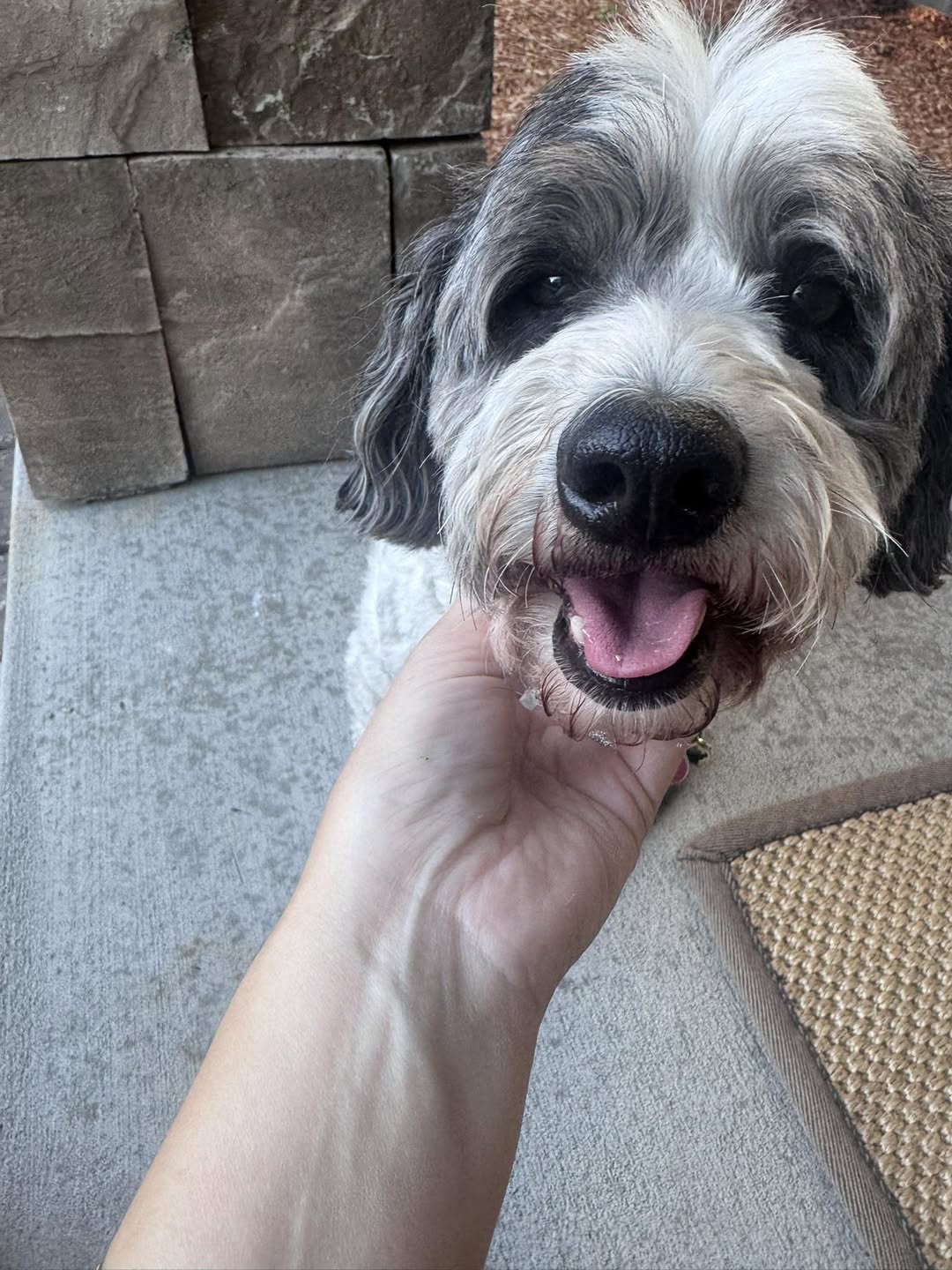 Marley the dog, back home safe